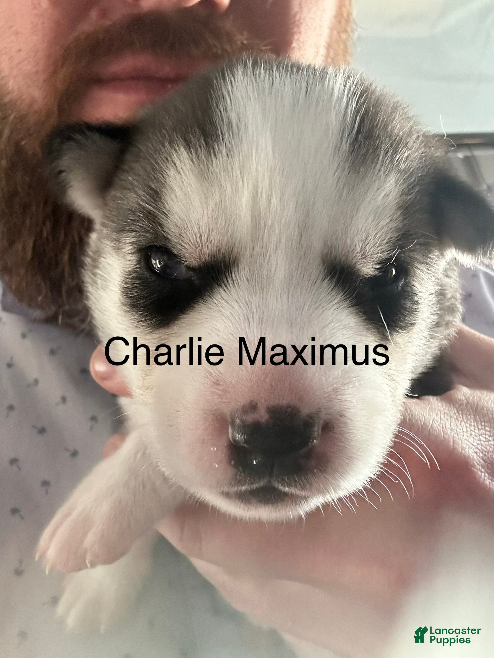 Siberian Husky dogs Charlie Maximus - Ad 2