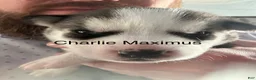 Siberian Husky dogs for sale: Charlie Maximus - Ad 2