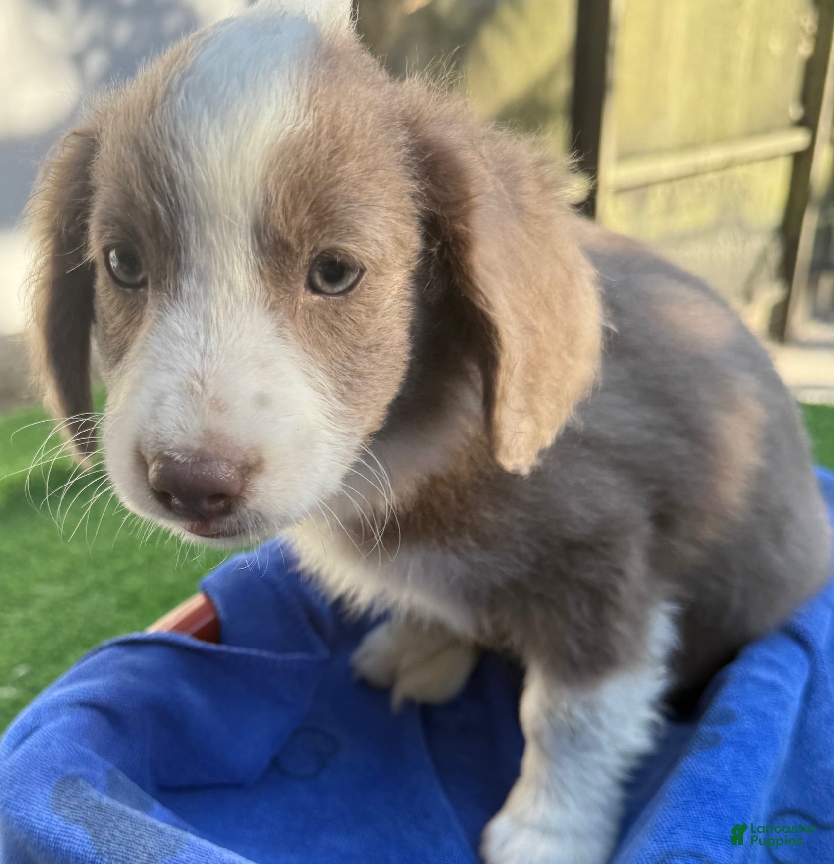 Mini Aussiedoodle dogs Logan - Ad 1