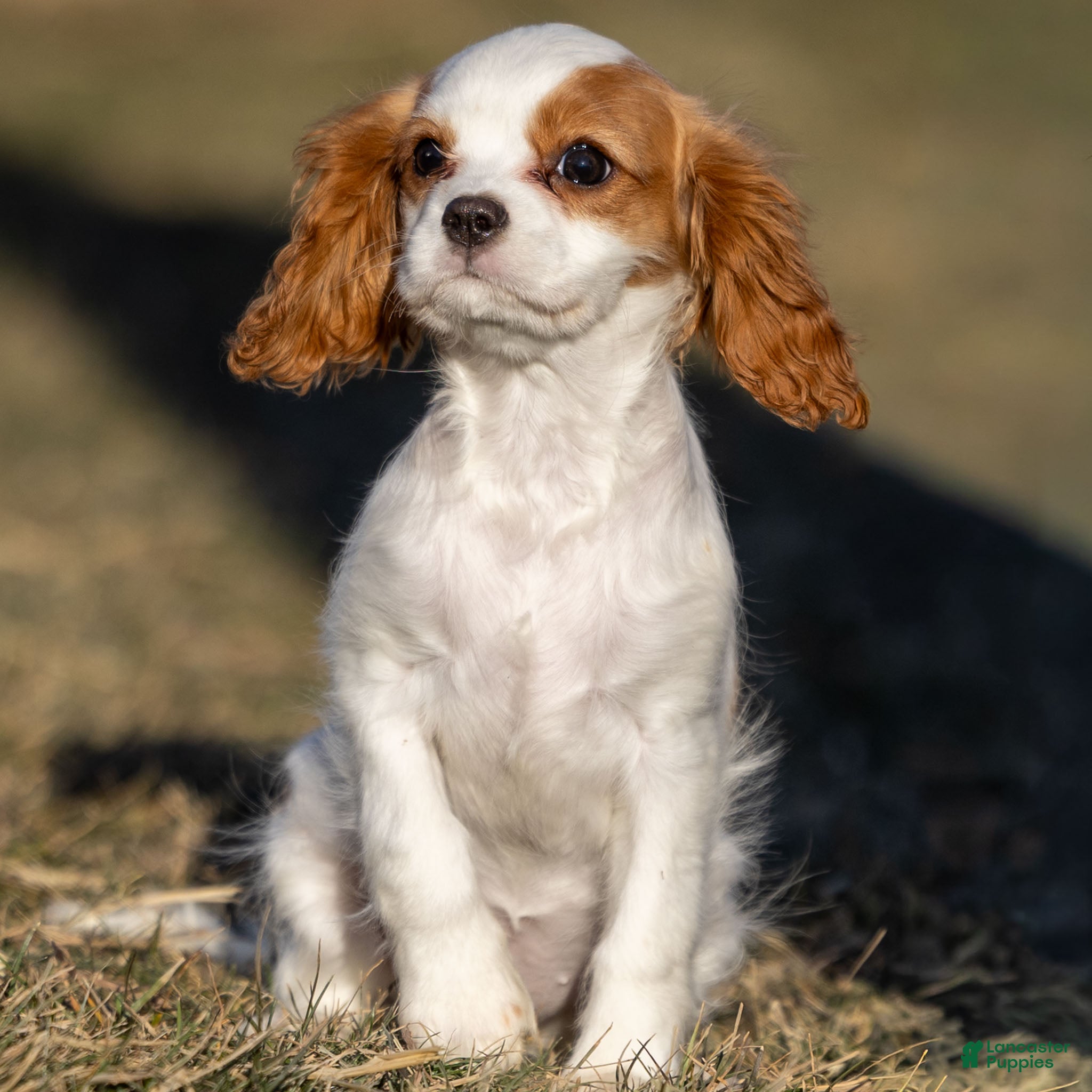 Cavalier King Charles Spaniel dogs Bailey - Ad 1