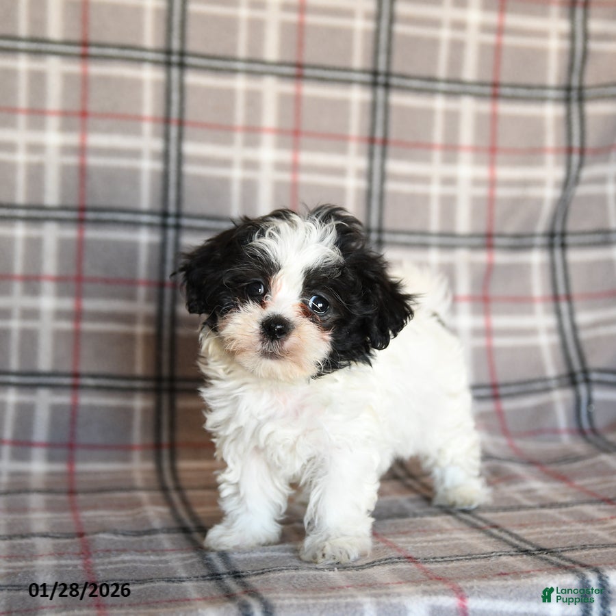 Mixed Breed dogs Quiche - Ad 26