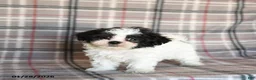 Mixed Breed dogs for sale: Quiche - Ad 1