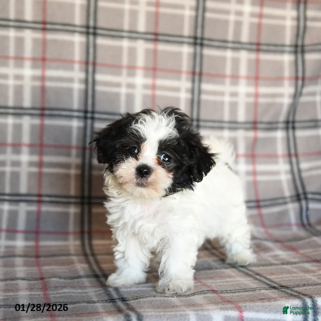 Mixed Breed dogs for sale: Quiche - Ad 1