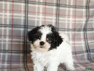 Mixed Breed dogs Quiche - Ad 26