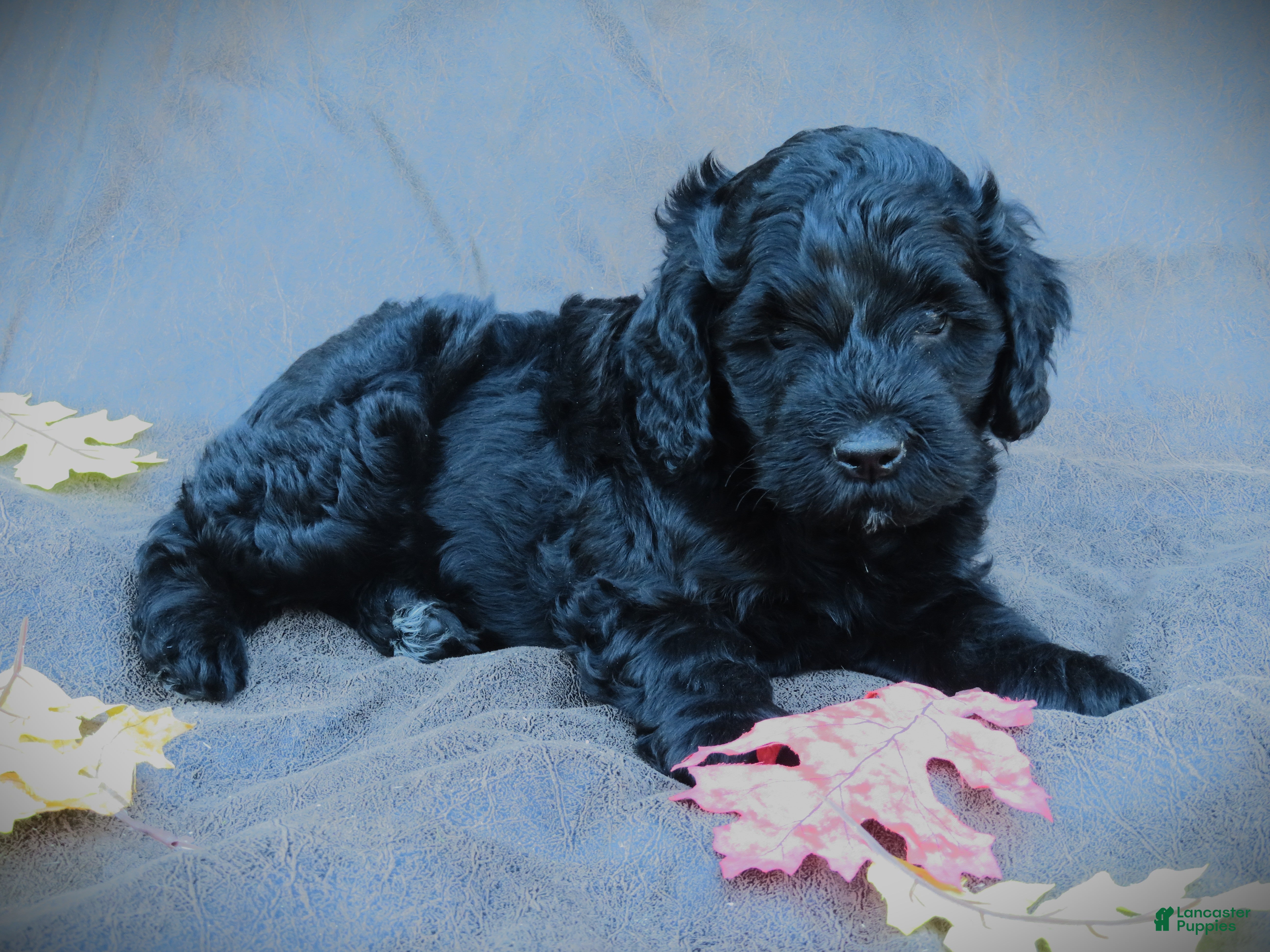 Mixed Breed dogs for sale: Maverick - Ad 1