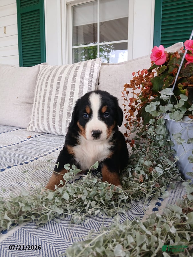 Bernese Mountain Dog dogs Anson - Ad 2