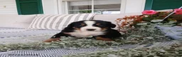Bernese Mountain Dog dogs for sale: Anson - Ad 2