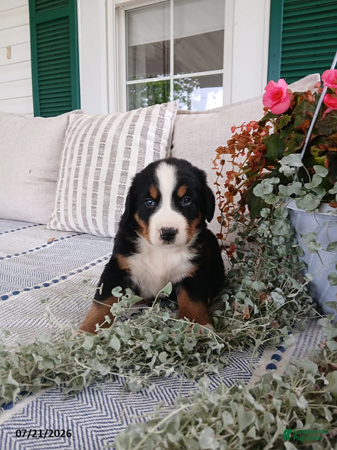 Bernese Mountain Dog dogs for sale: Anson - Ad 2