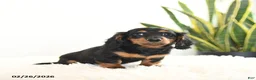 Miniature Dachshund dogs for sale: Raven - Ad 5