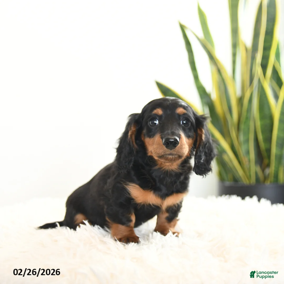 Miniature Dachshund dogs for sale: Raven - Ad 5
