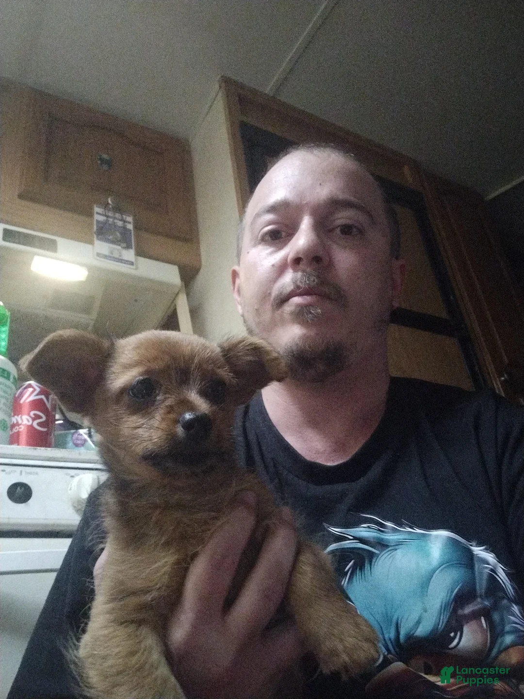 Chorkie dogs for sale:  Puppy 1 - Ad 1