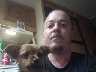 Chorkie dogs Puppy 1 - Ad 11