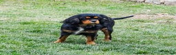 Cavalier King Charles Spaniel dogs for sale: Rosa - Ad 7