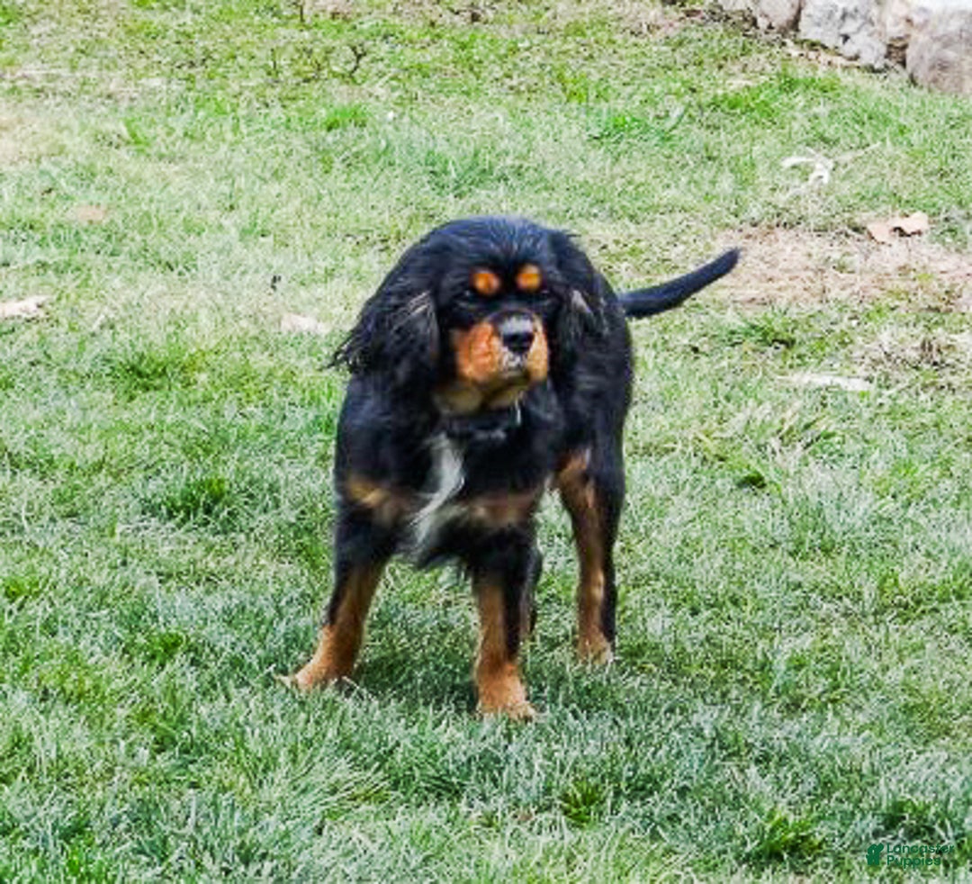 Cavalier King Charles Spaniel dogs for sale: Rosa - Ad 7