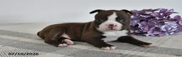 Boston Terrier dogs for sale: Gracie - Ad 3