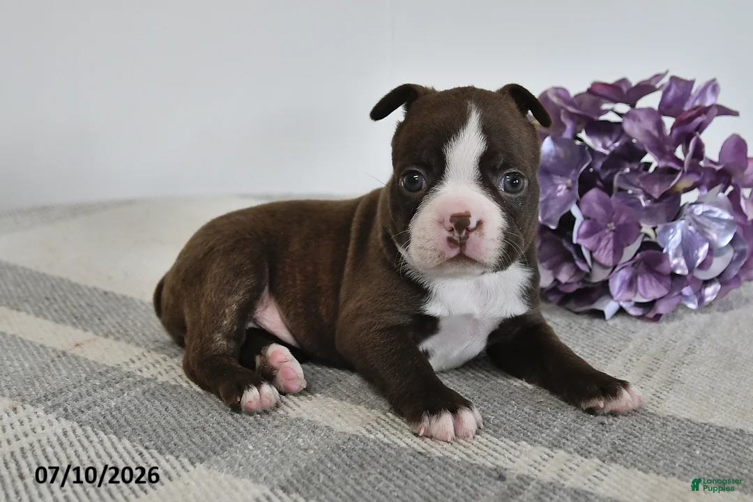 Boston Terrier dogs for sale: Gracie - Ad 3