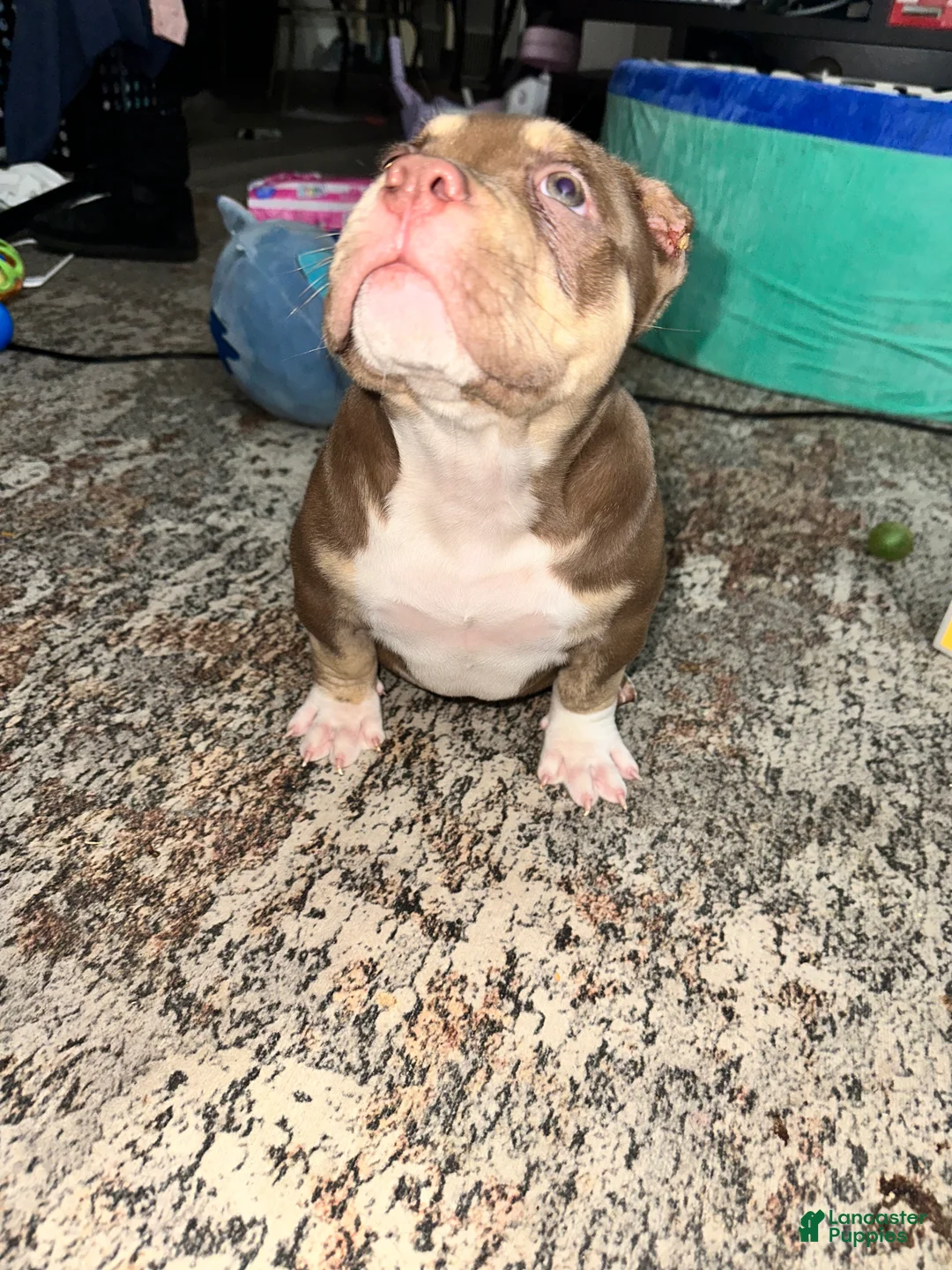 American Bully dogs for sale: Moose Tracks - Ad 2