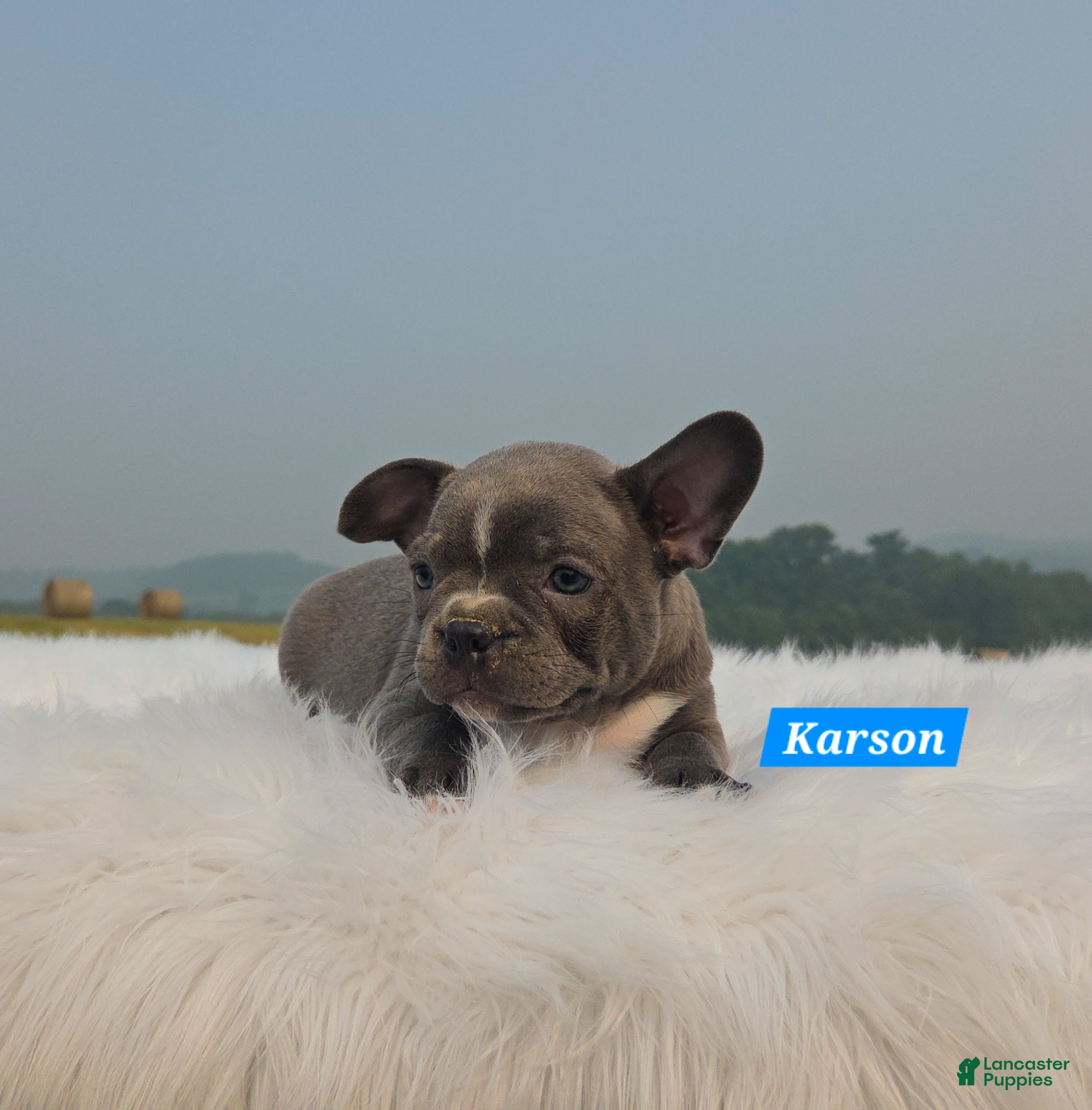 Mixed Breed dogs Karson - Ad 1