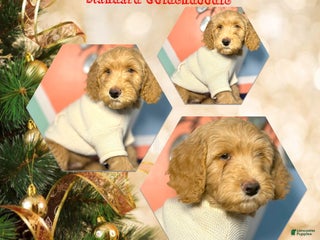 Goldendoodle dogs Kami - Ad 15
