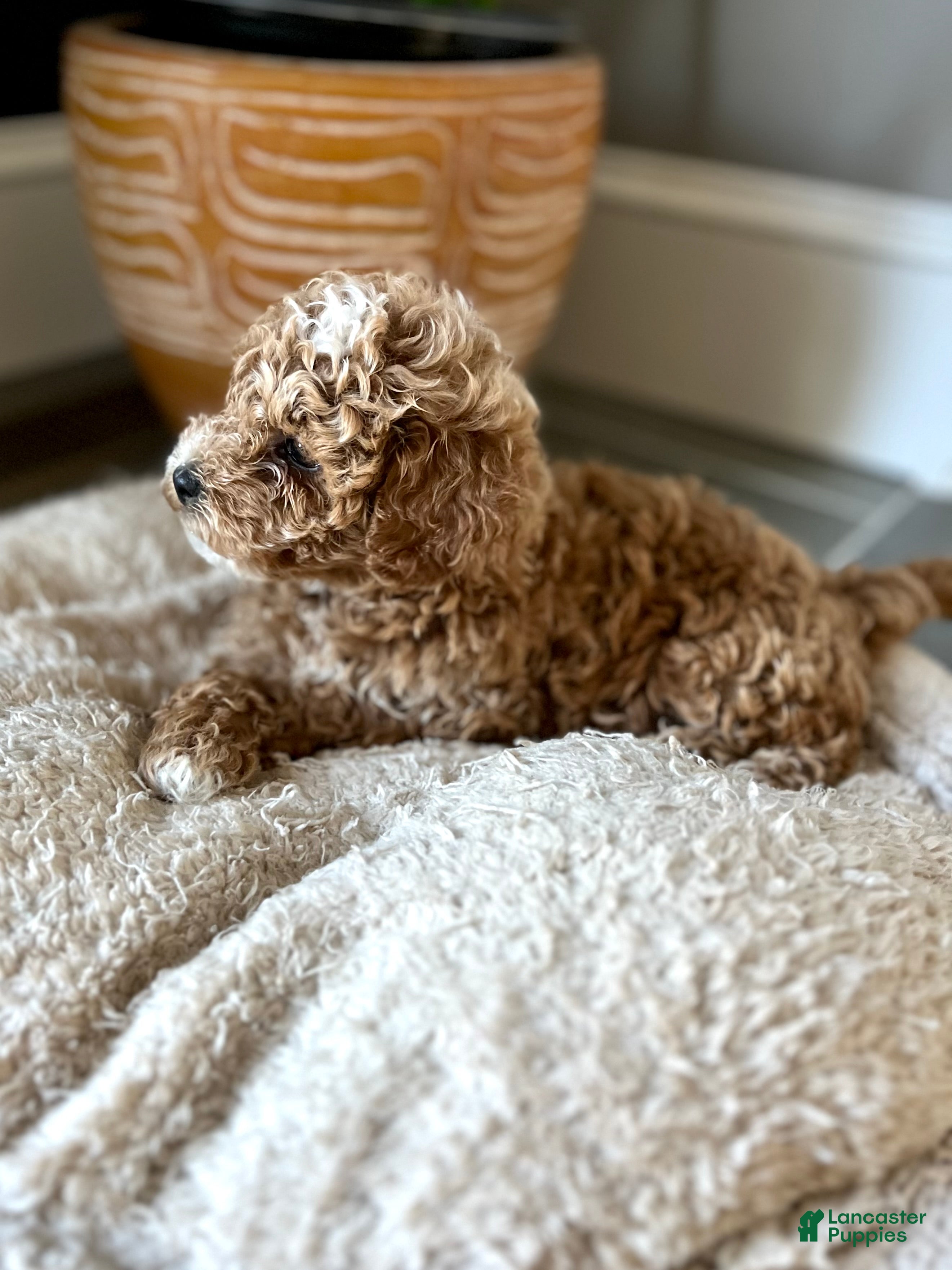 Cavapoo dogs for sale: Cooper  - Ad 2