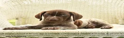 German Shorthaired Pointer dogs for sale: Henry - Ad 2