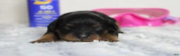 Cavapoo dogs for sale: Logan - Ad 7