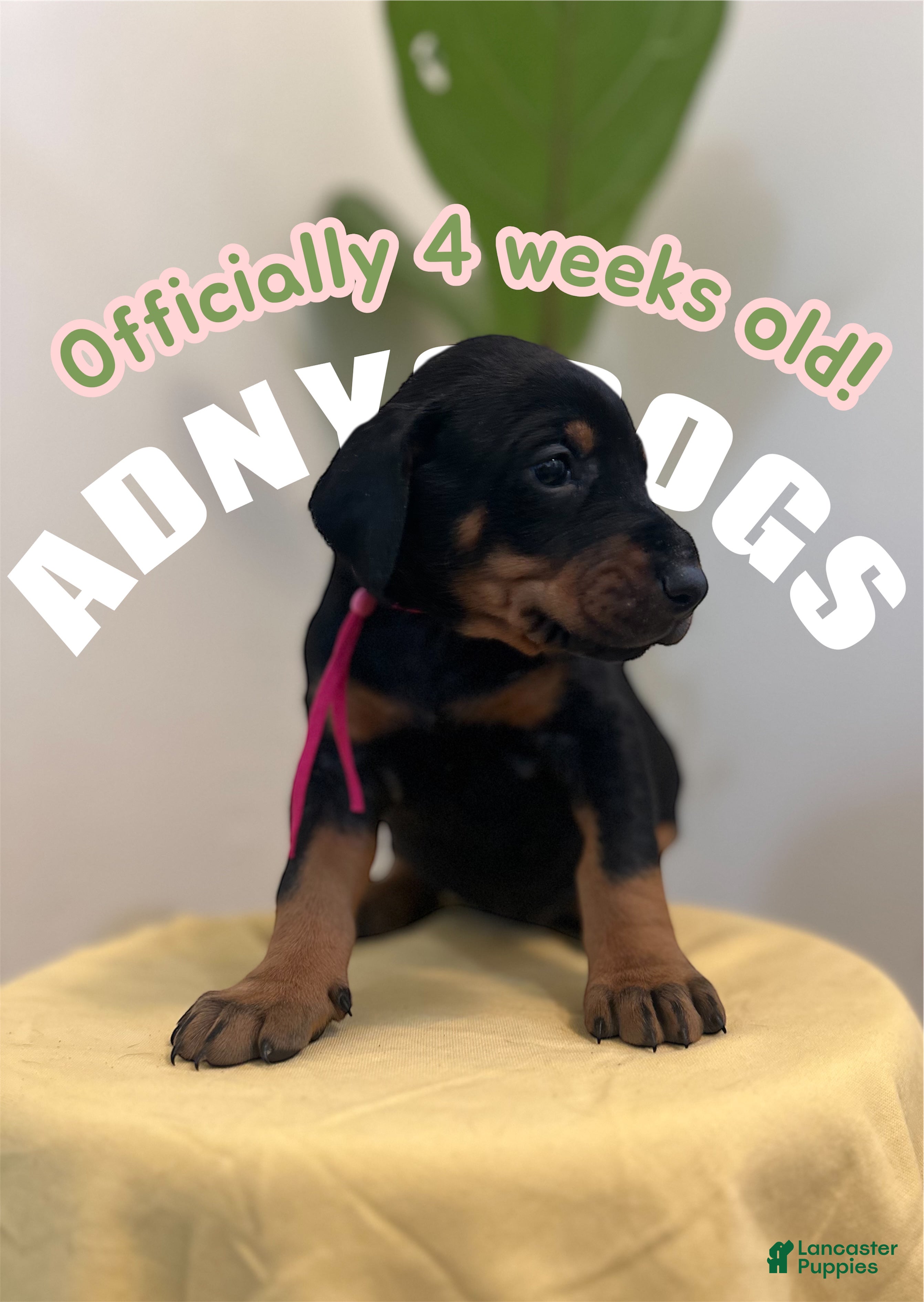 Doberman Pinscher dogs Doberman Pinscher (Female) - Ad 33