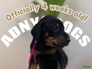 Doberman Pinscher dogs Doberman Pinscher (Female) - Ad 31