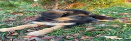 German Shepherd dogs for sale: Independence “Indy” - Ad 3