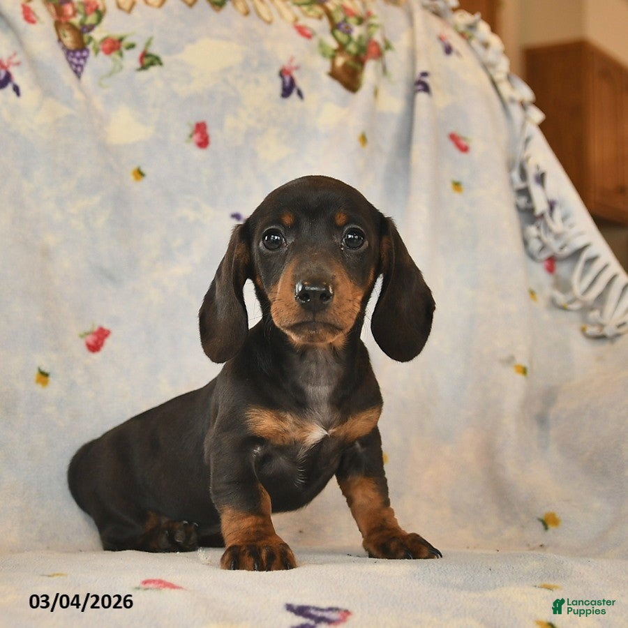 Dachshund dogs Blossom  - Ad 1