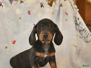 Dachshund dogs for sale: Blossom - Ad 1