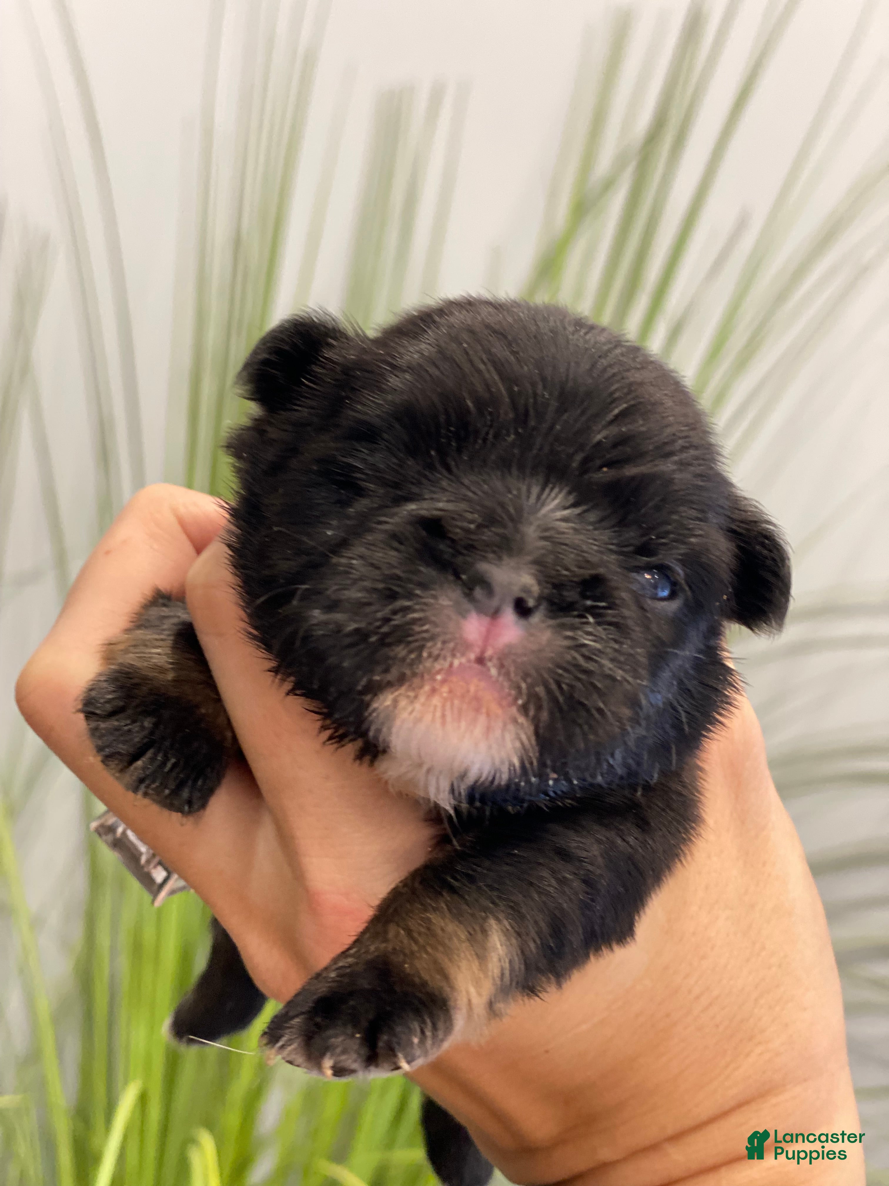 French Bulldog dogs Forrest - Ad 39