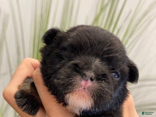 French Bulldog dogs Forrest - Ad 15