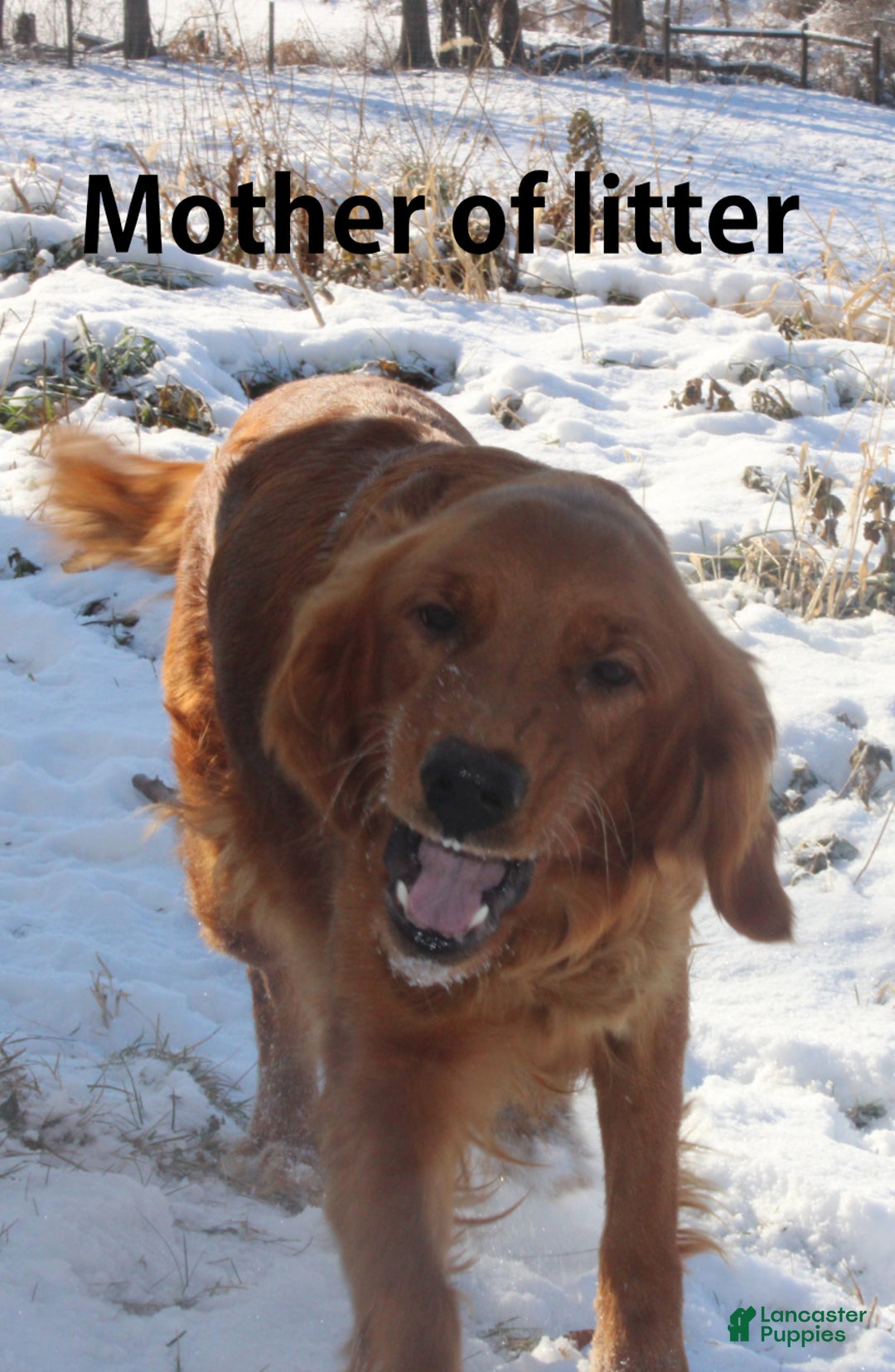 Golden Retriever dogs for sale: Nikki - Ad 6