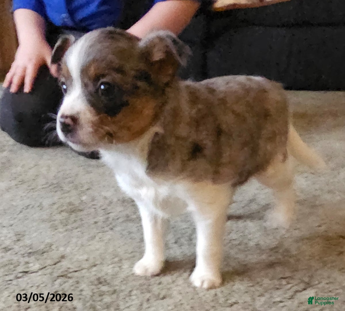 Mixed Breed dogs Daisy - Ad 1