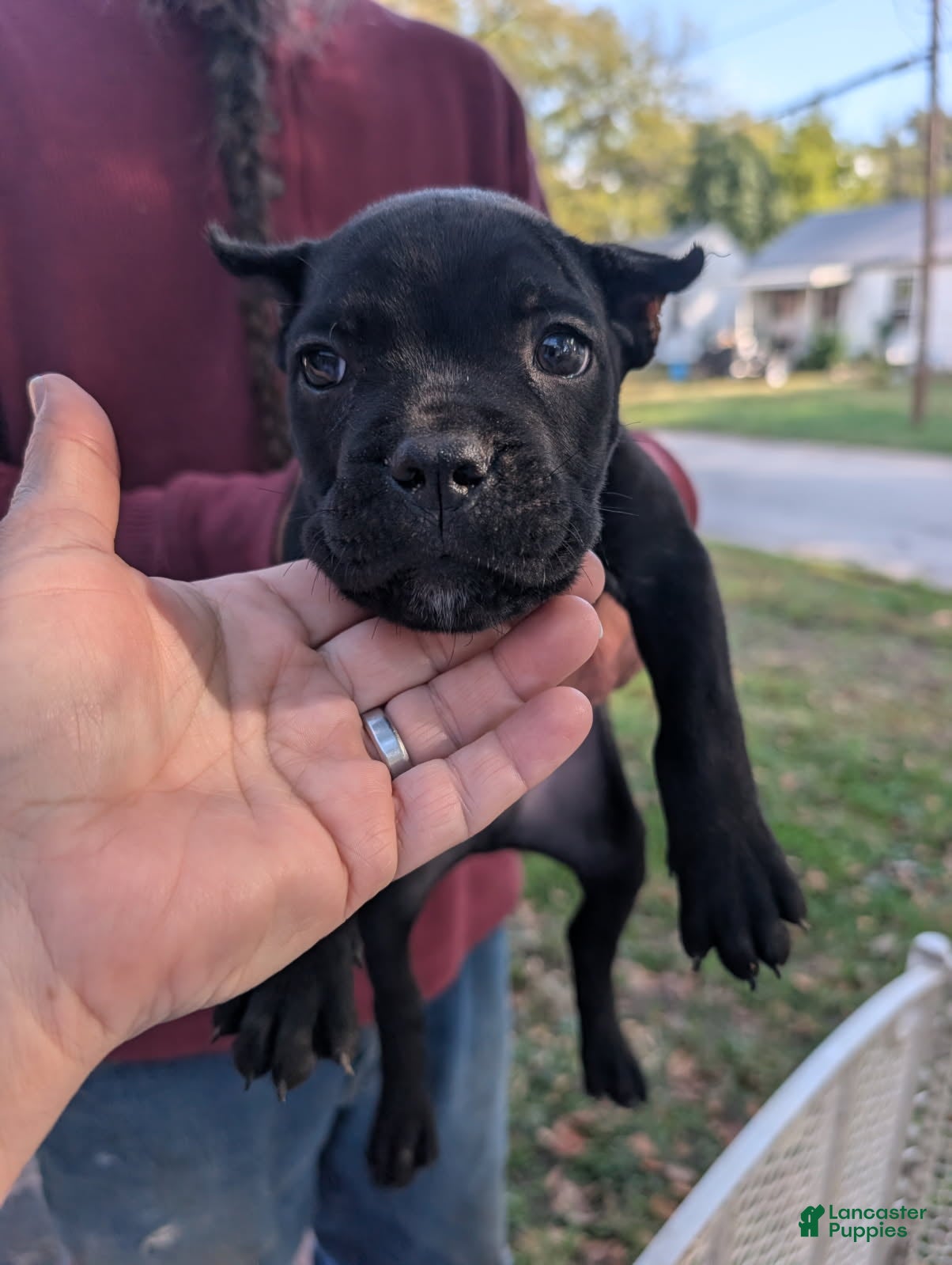 Cane Corso dogs for sale: Thor - Black Cane Corso - Ad 1