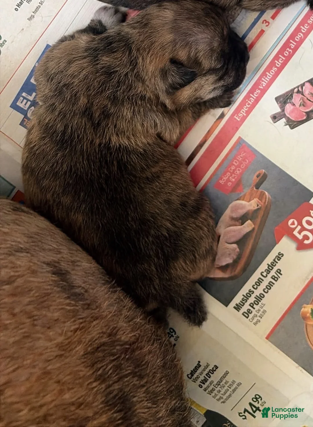 Chihuahua dogs for sale: Chihuahua 1 - Ad 4