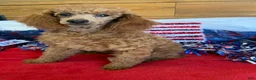Toy Poodle dogs for sale: Prissy - Ad 2