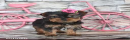 Yorkshire Terrier dogs for sale: Jane - Ad 4