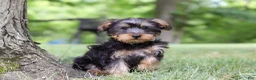 Yochon dogs for sale: Landon - Ad 3