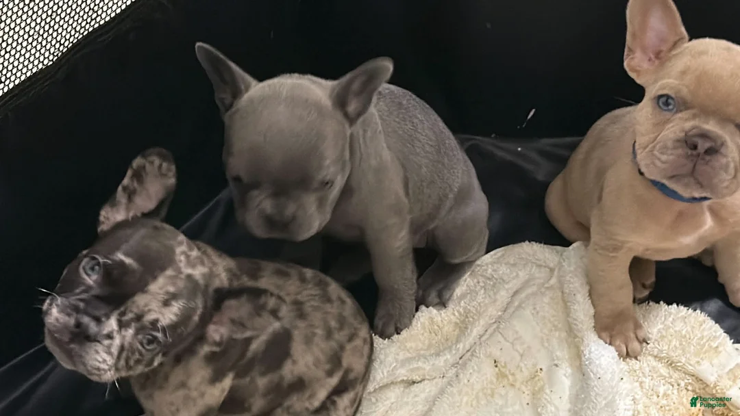 French Bulldog dogs for sale: French Bulldog litter of 3 puppies - Ad 12