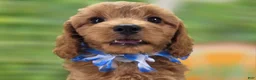 Cavapoo dogs for sale: Grub - Ad 8