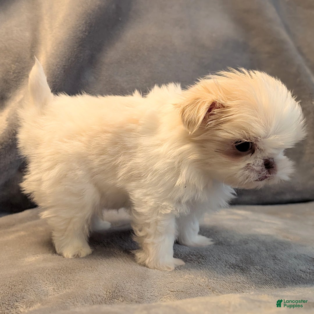 Shih Tzu dogs for sale: Finch - Ad 4