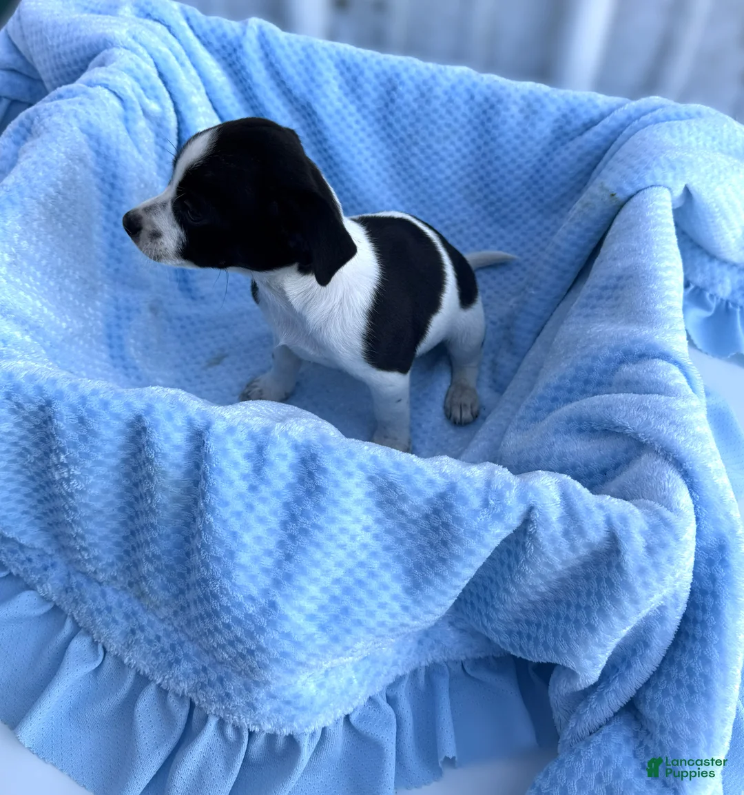 Chihuahua dogs for sale: Chihuahua Puppy 5 Joey - Ad 1