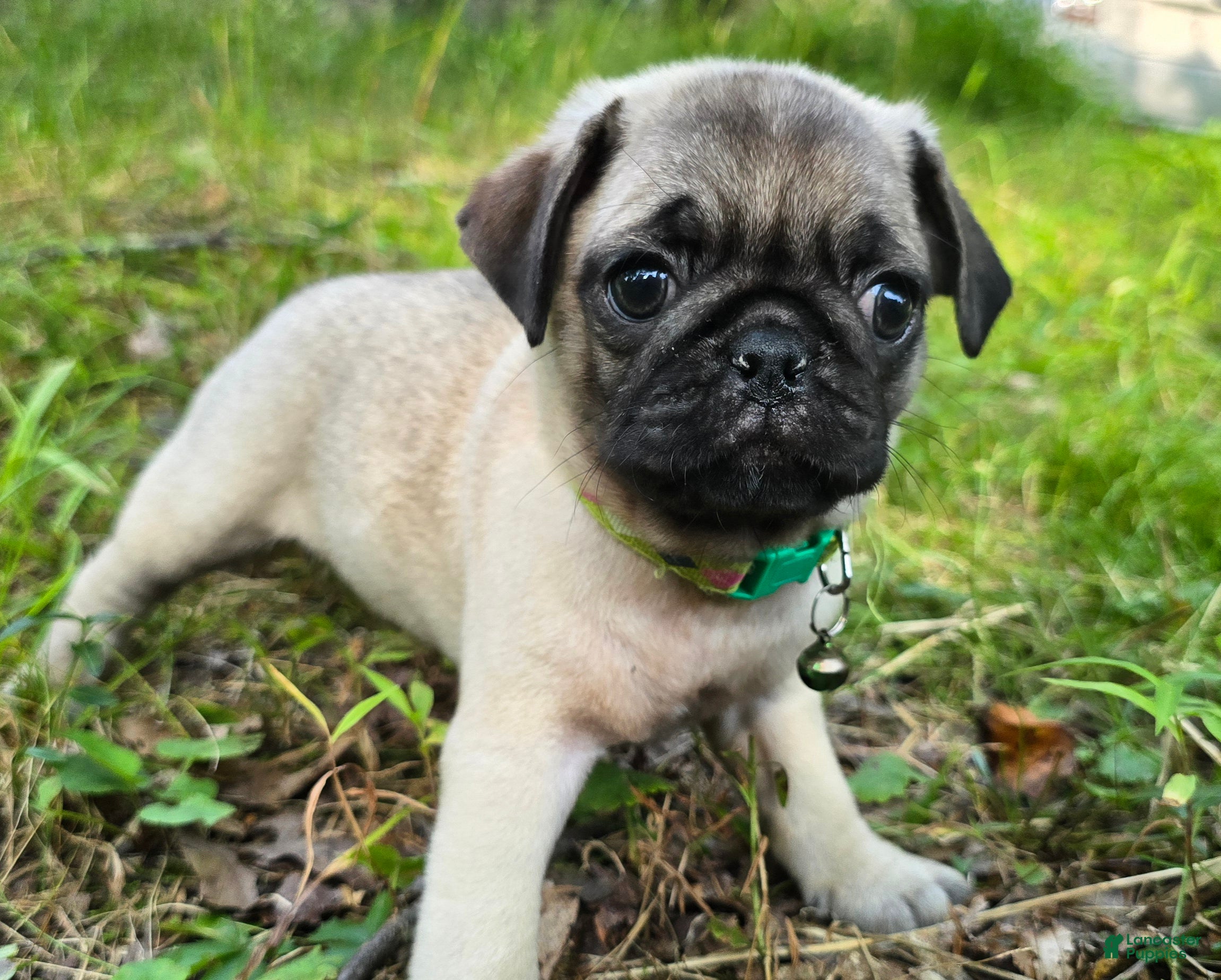 Pug dogs Luke - Ad 1