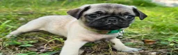 Pug dogs for sale: Luke - Ad 1