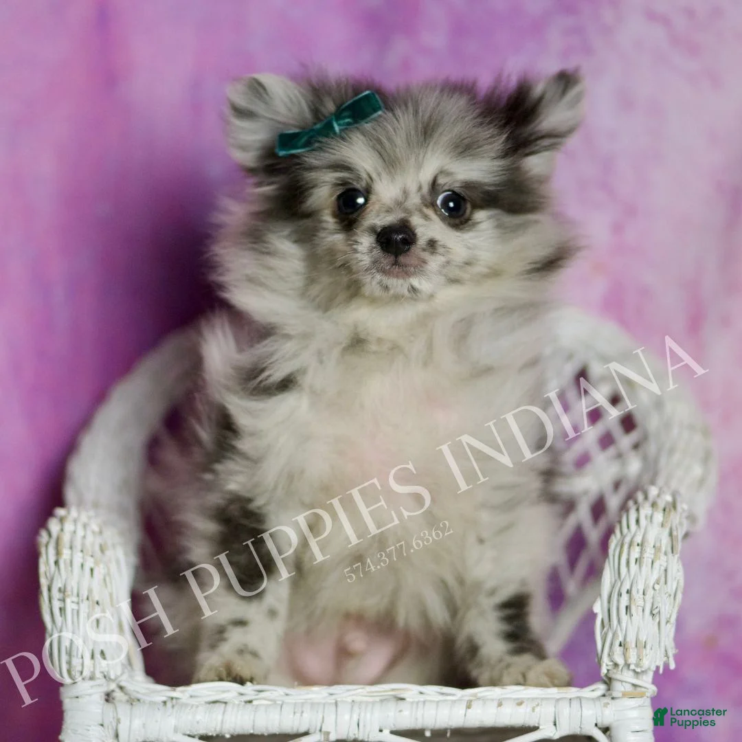 Pomeranian dogs for sale: Skyler  - Ad 3