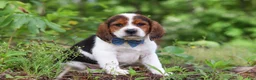 Beagle dogs for sale: Crew - Ad 3