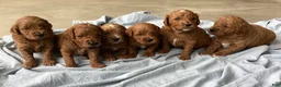 Mini Goldendoodle dogs for sale: Mini Goldendoodle “Bear” - Ad 2