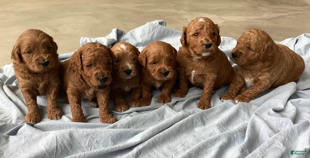 Mini Goldendoodle dogs for sale: Mini Goldendoodle “Bear” - Ad 2